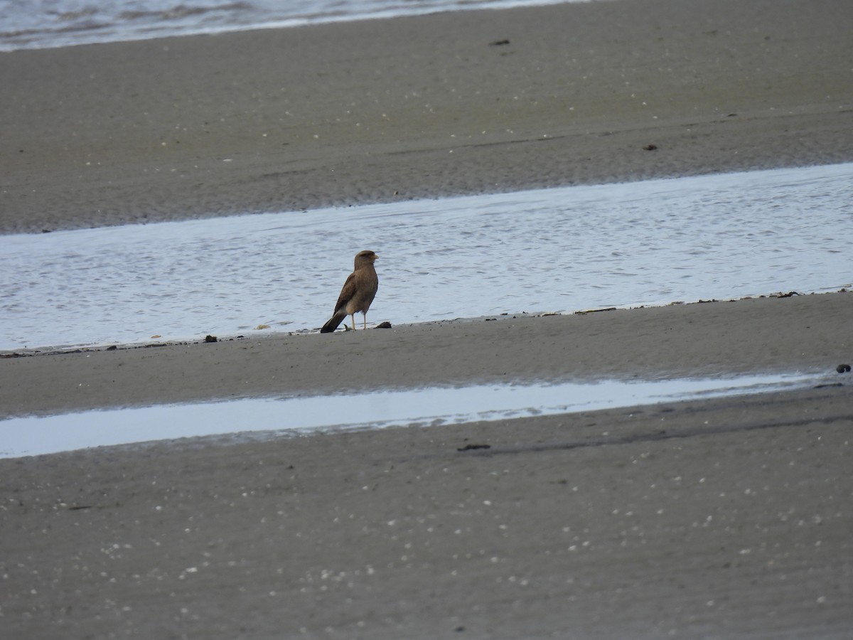 Chimango Caracara - ML619621672