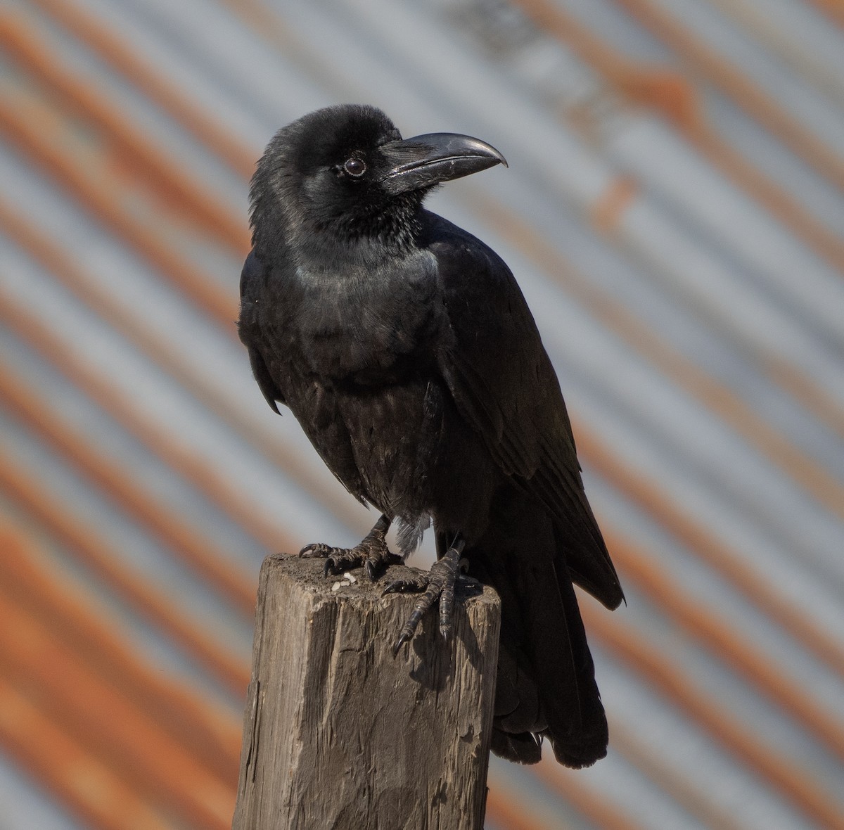 Large-billed Crow - James Moore (Maryland)