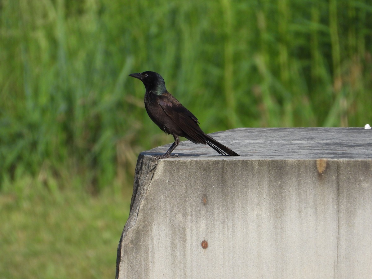Common Grackle - Angela Frohring