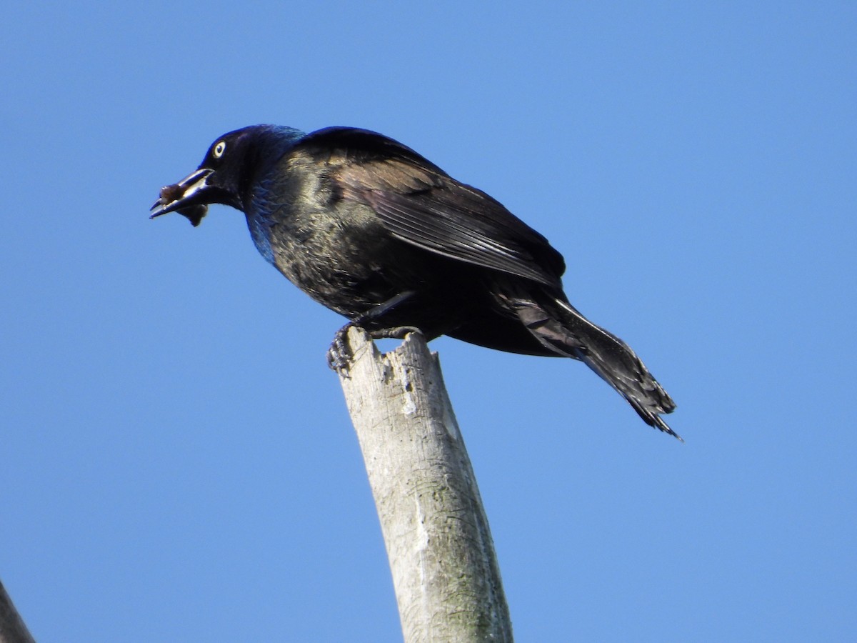 Common Grackle - Angela Frohring