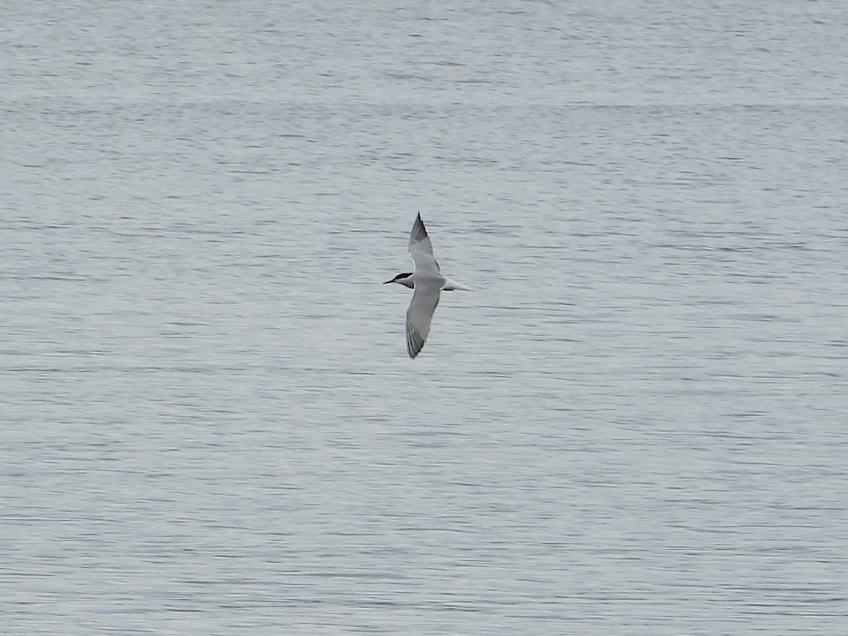 Common Tern - ML619621692