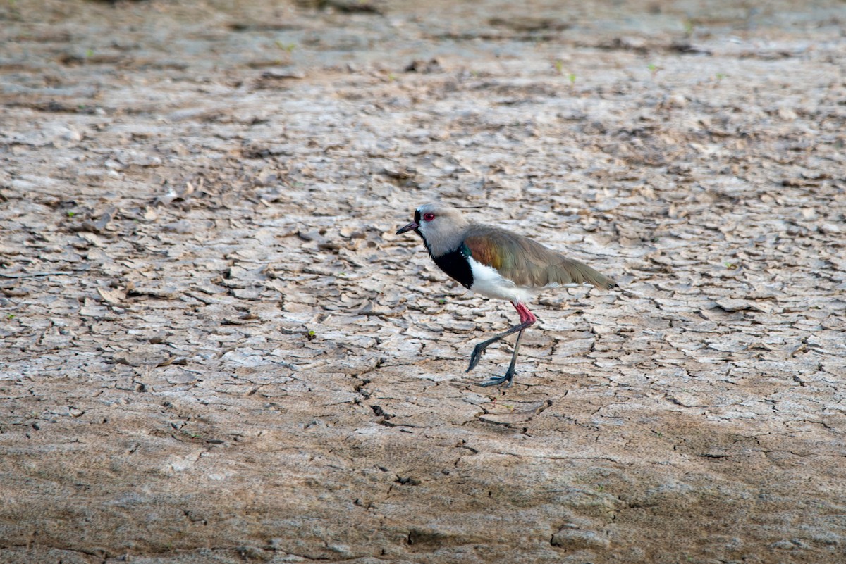 Southern Lapwing - LUCIANO BERNARDES