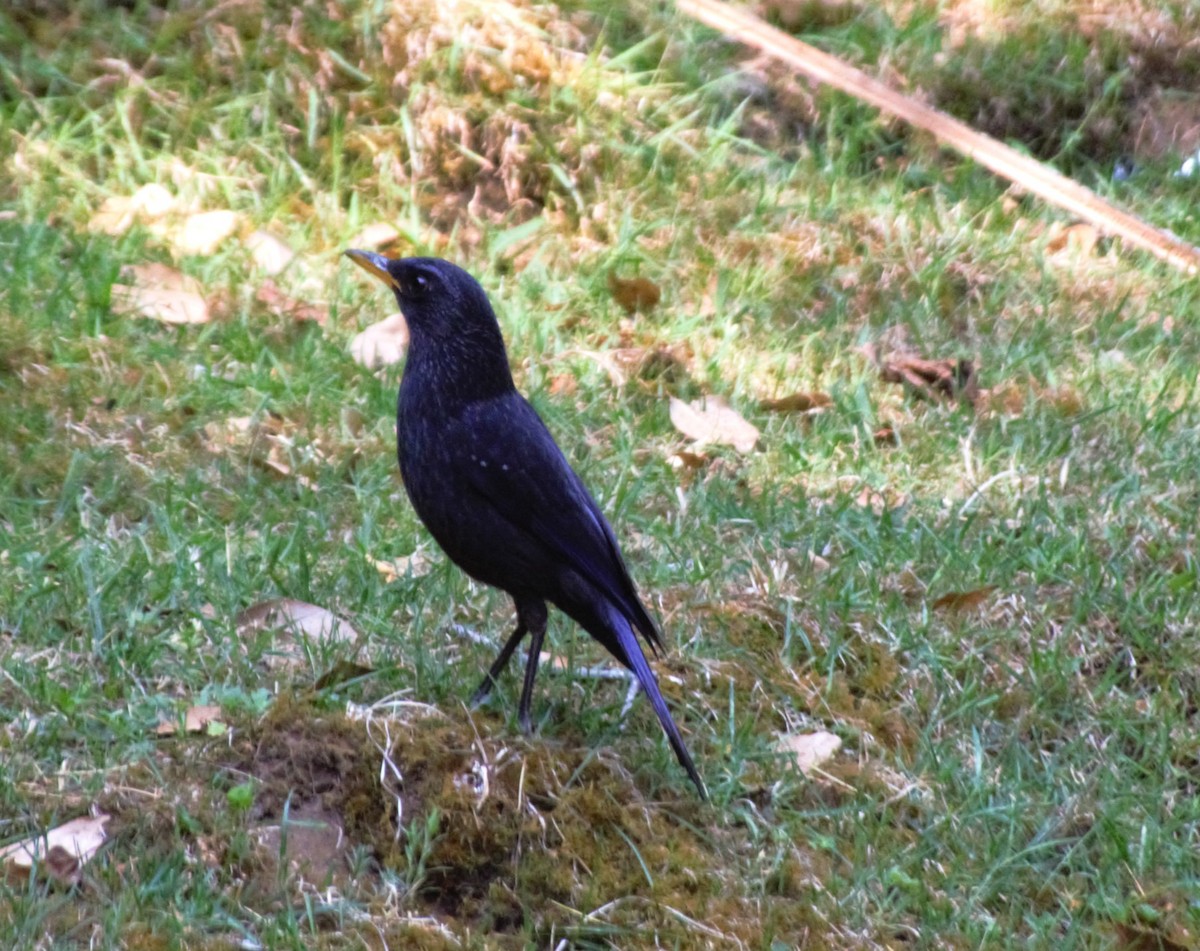 Blue Whistling-Thrush - Akash Joshi