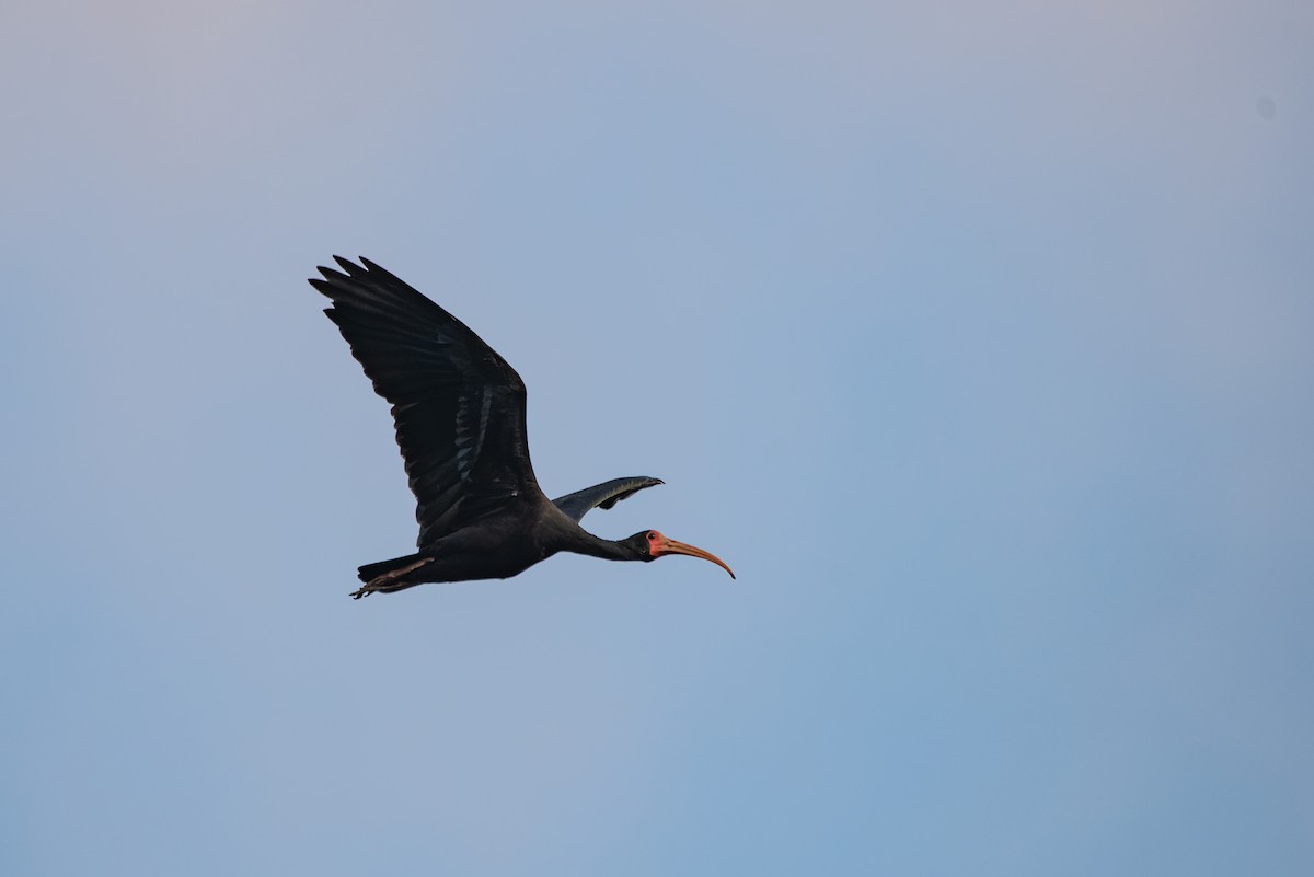 Bare-faced Ibis - ML619621701