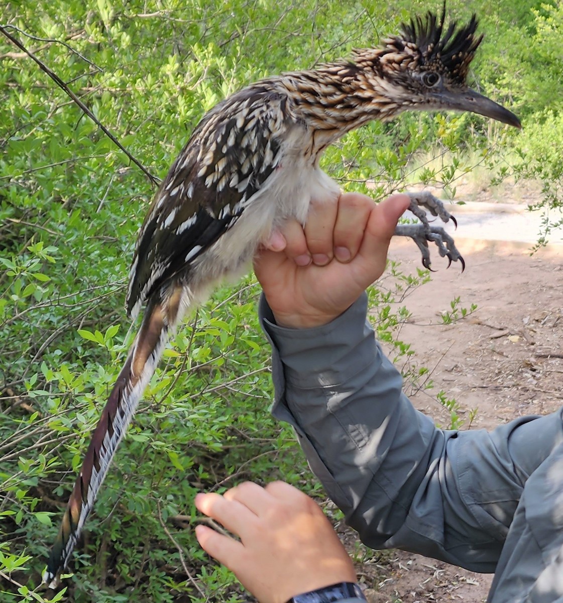 Greater Roadrunner - Nancy Cox