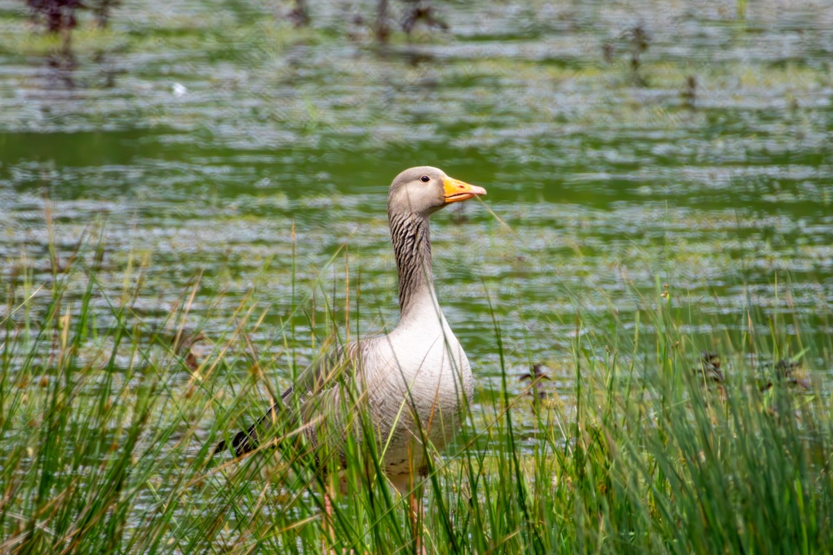 Graylag Goose - Adrian Yeo