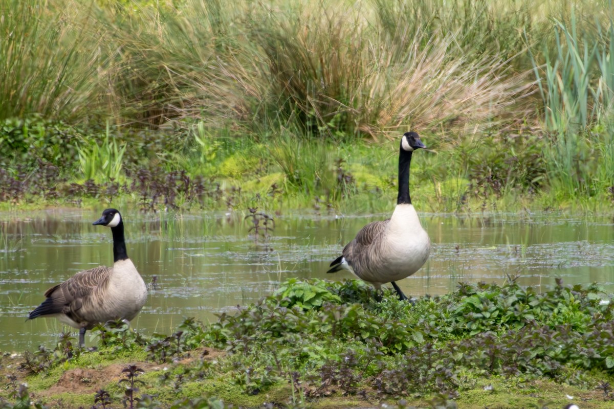 Canada Goose - Adrian Yeo