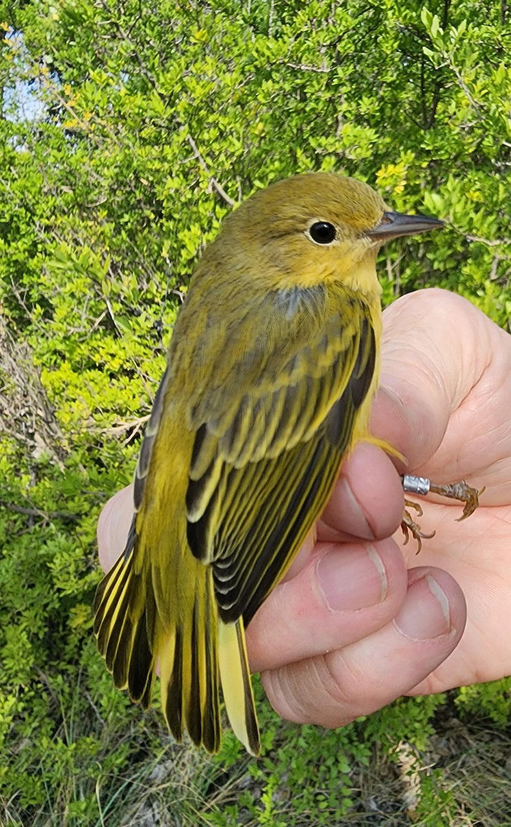 Yellow Warbler - Nancy Cox