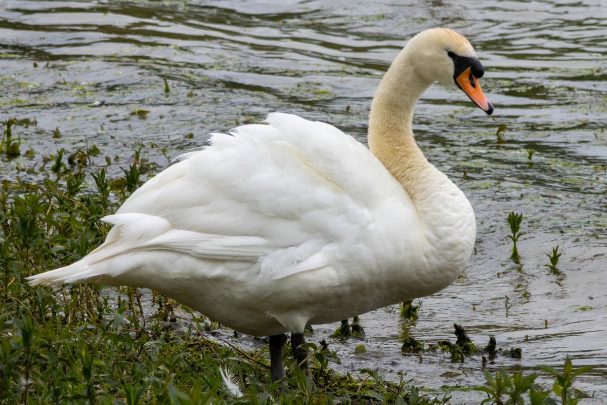 Mute Swan - Adrian Yeo