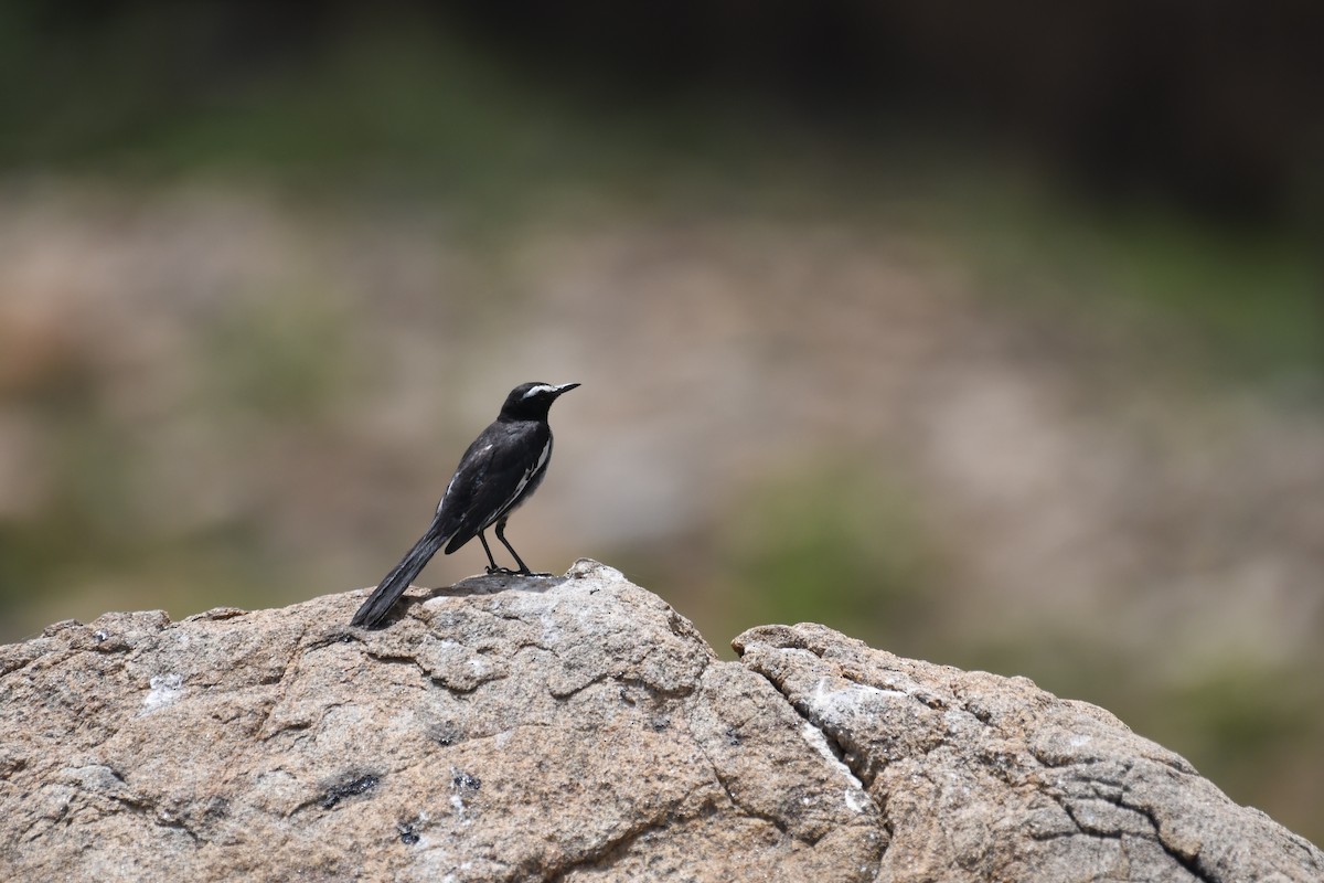 White-browed Wagtail - Ali Hyder