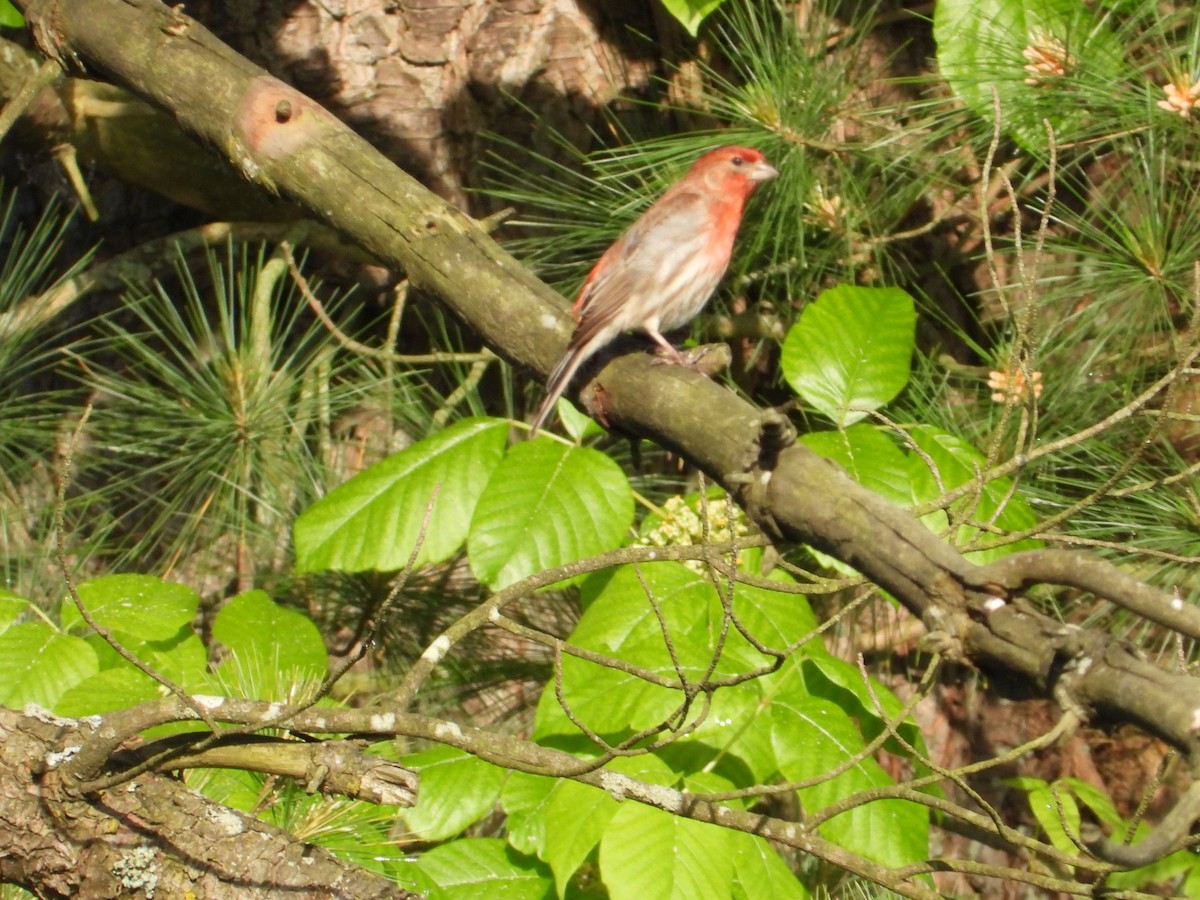 House Finch - Angela Frohring