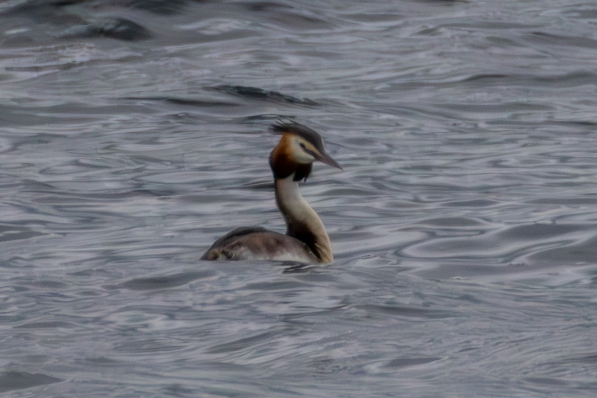 Great Crested Grebe - ML619621730