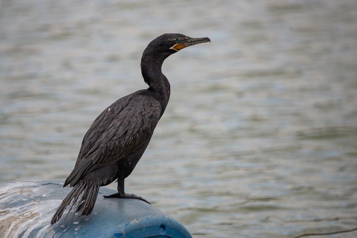 Neotropic Cormorant - ML619621731