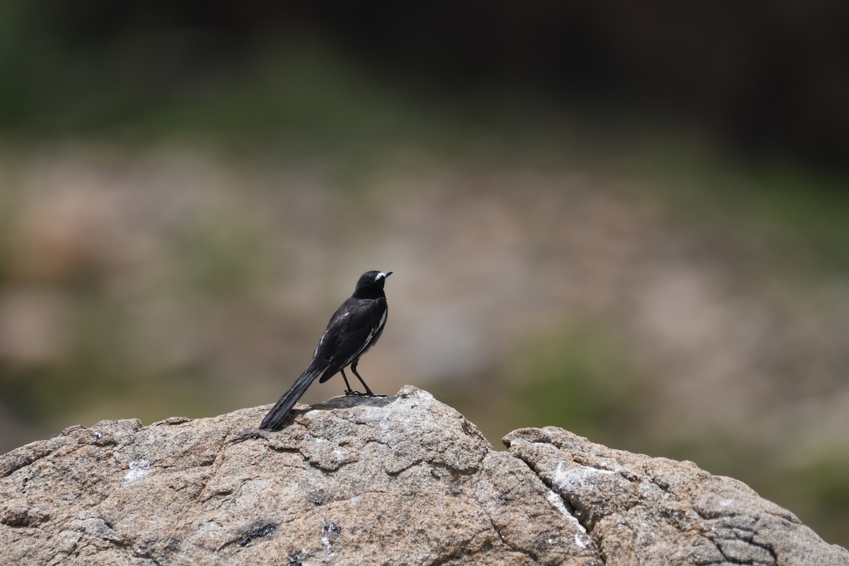 White-browed Wagtail - ML619621733