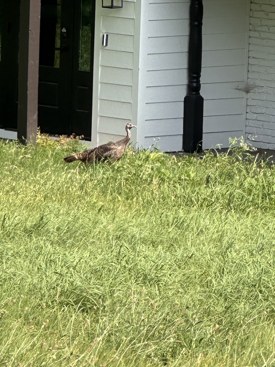 Wild Turkey - Jennifer Cross