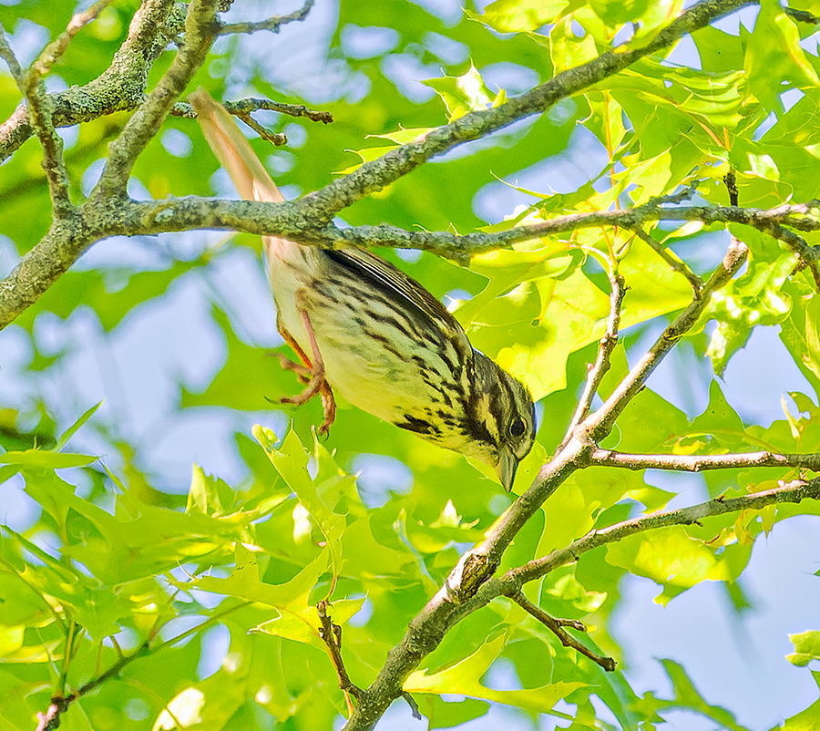 Song Sparrow - ML619621739