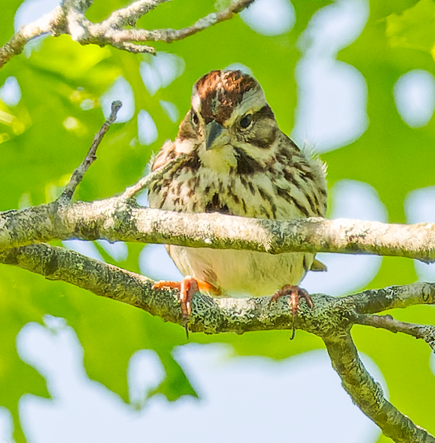 Song Sparrow - ML619621740