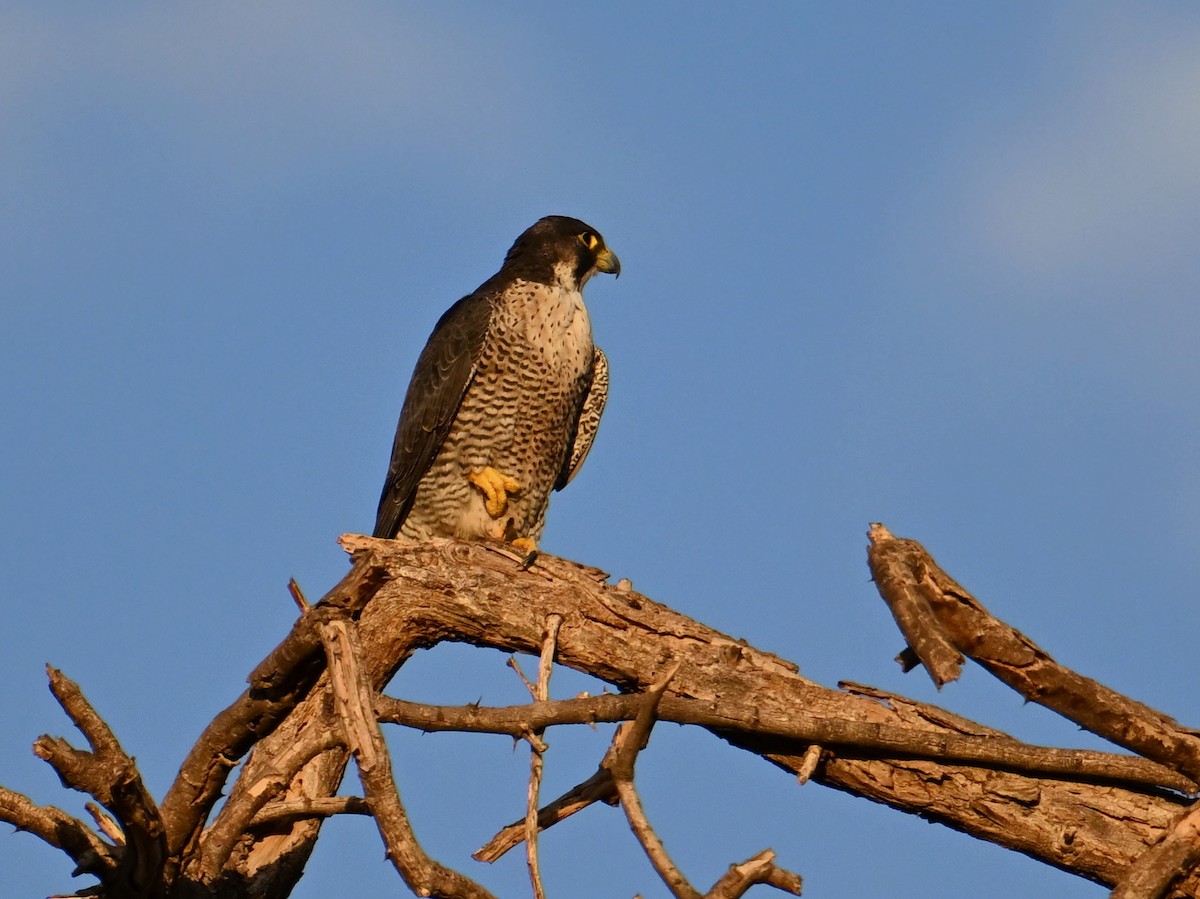 Peregrine Falcon - jerald britten