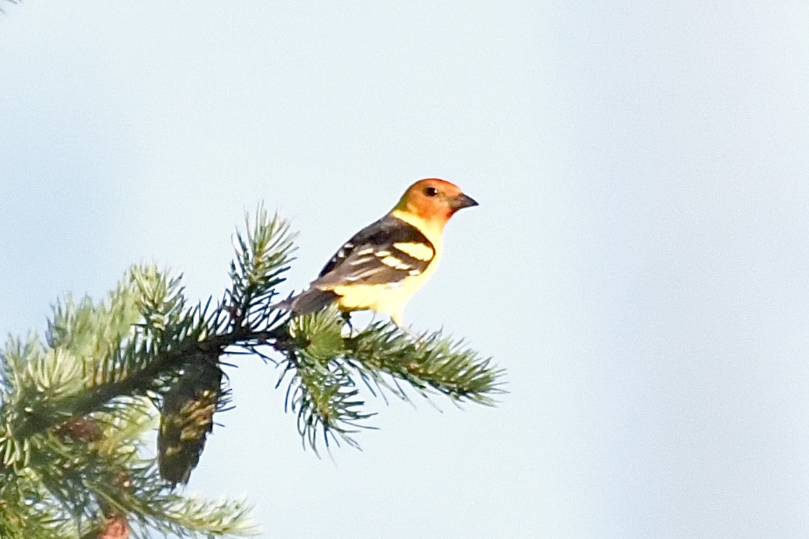 Western Tanager - Milo Nikolic