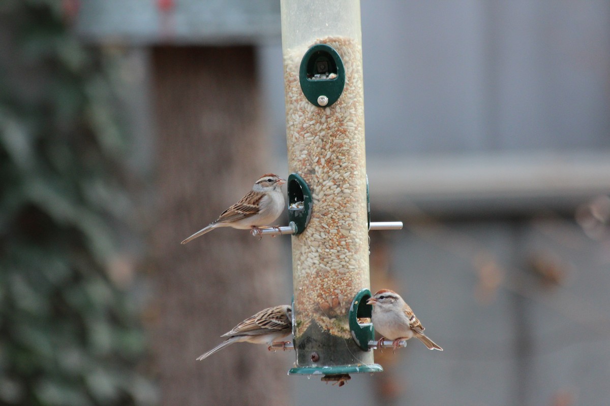 Chipping Sparrow - Linda Belssner, cc