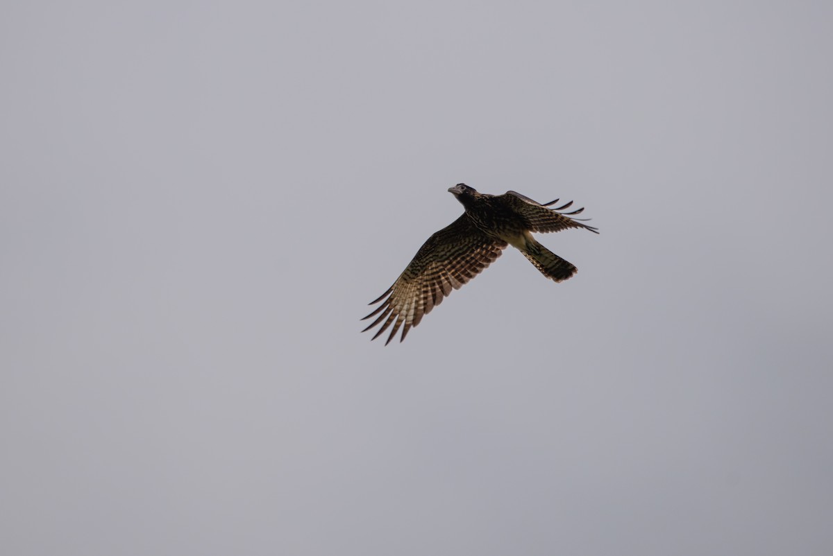 Caracara Chimachima - ML619621764