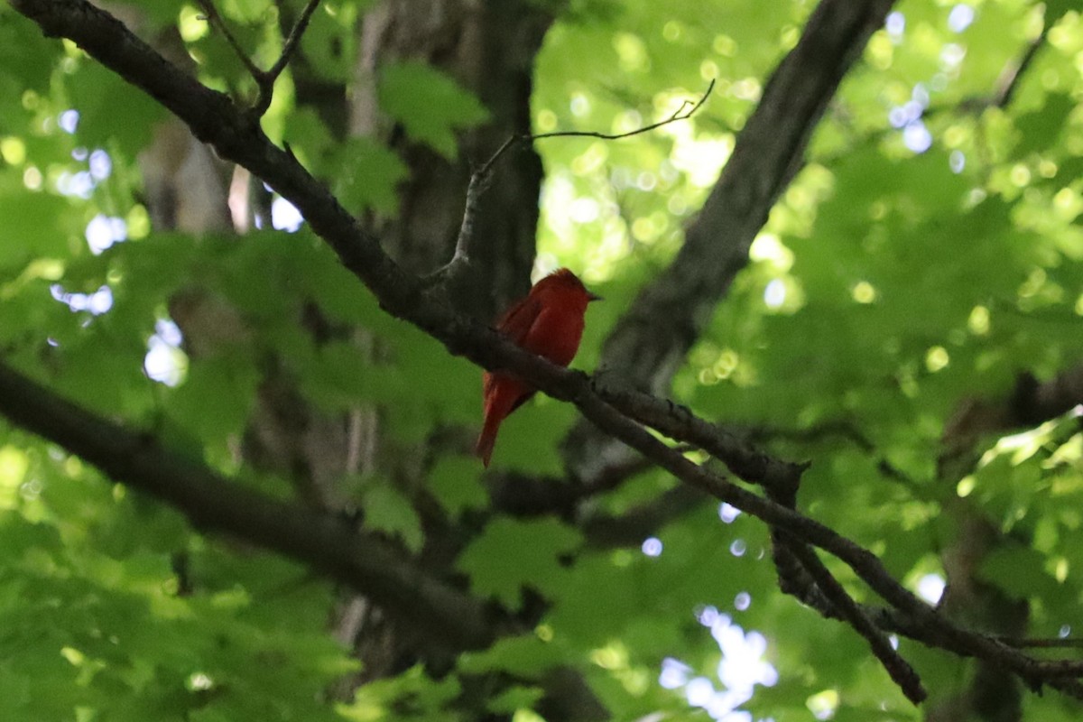 Summer Tanager - ML619621765