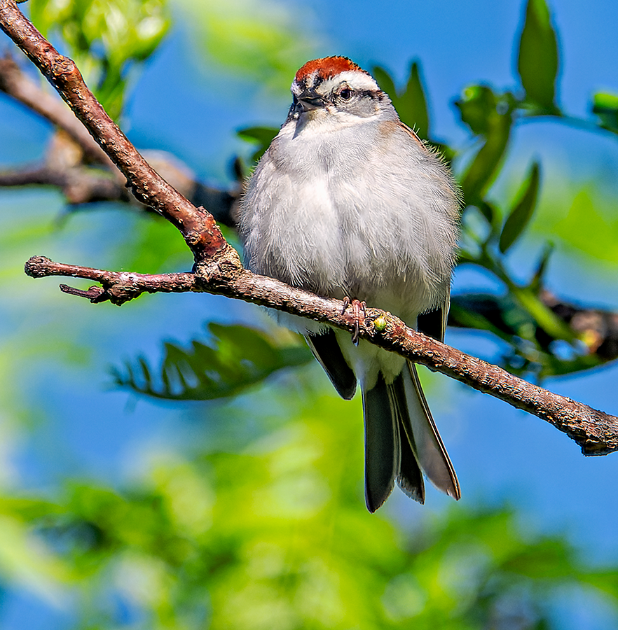 Chipping Sparrow - Kristine Mika