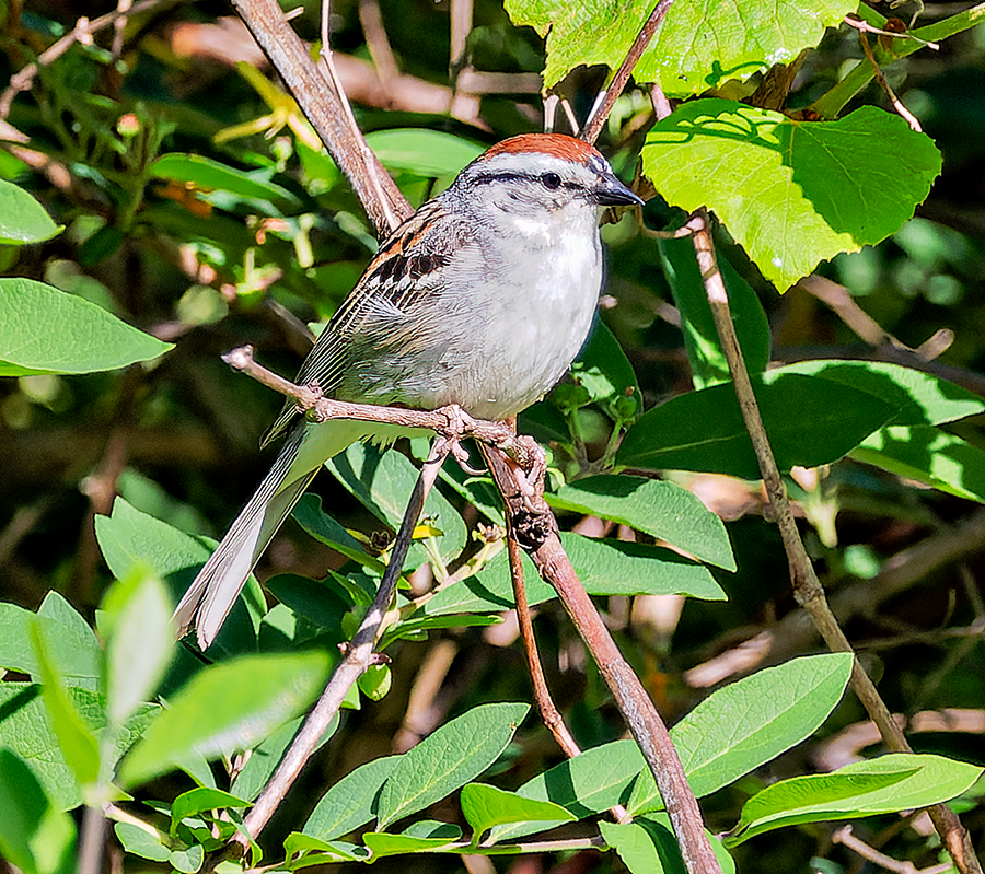 Chipping Sparrow - Kristine Mika