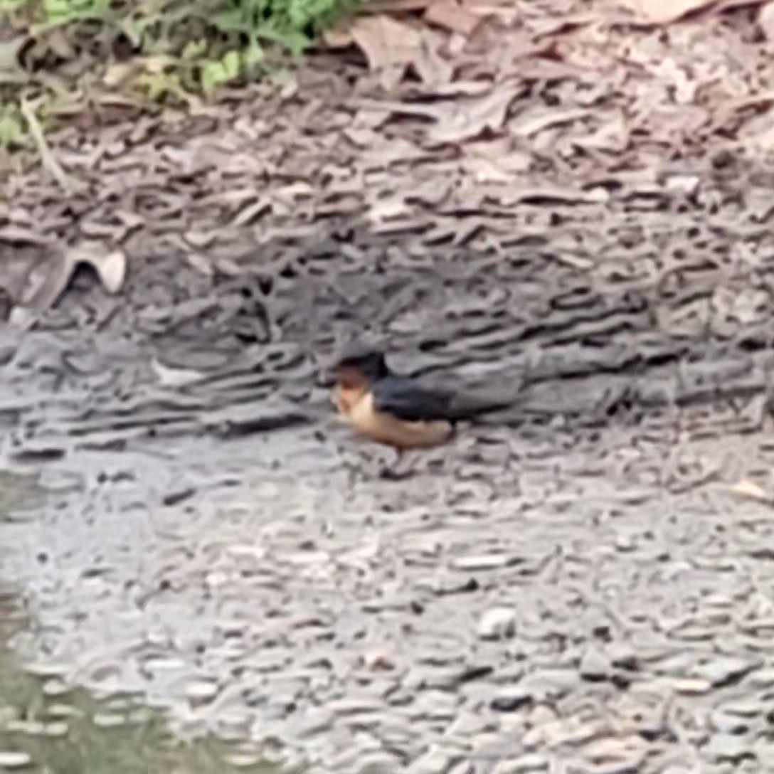 Barn Swallow - Elizabeth Tighe-Andino