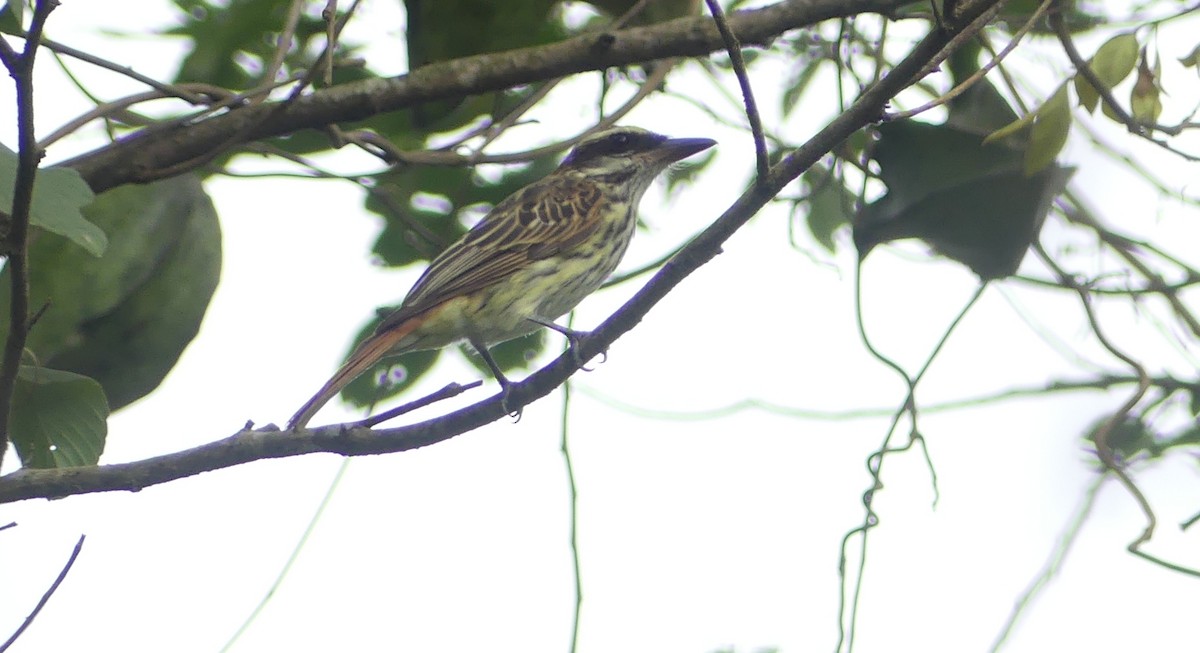 Streaked Flycatcher - Lisa Brunetti