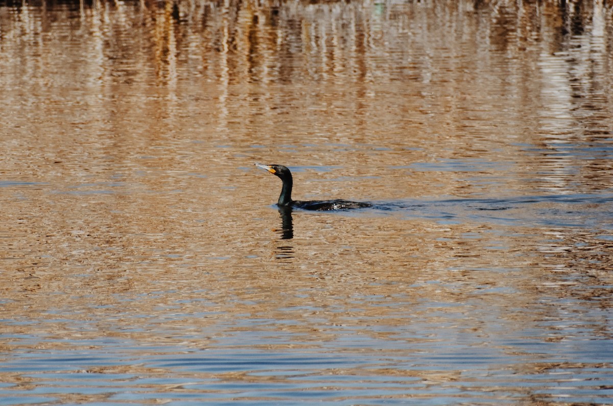 Double-crested Cormorant - Beatrice Renk