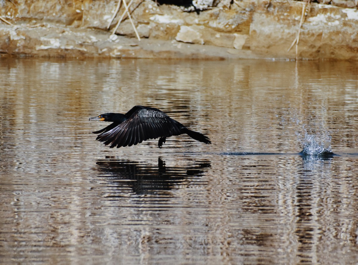 Double-crested Cormorant - Beatrice Renk