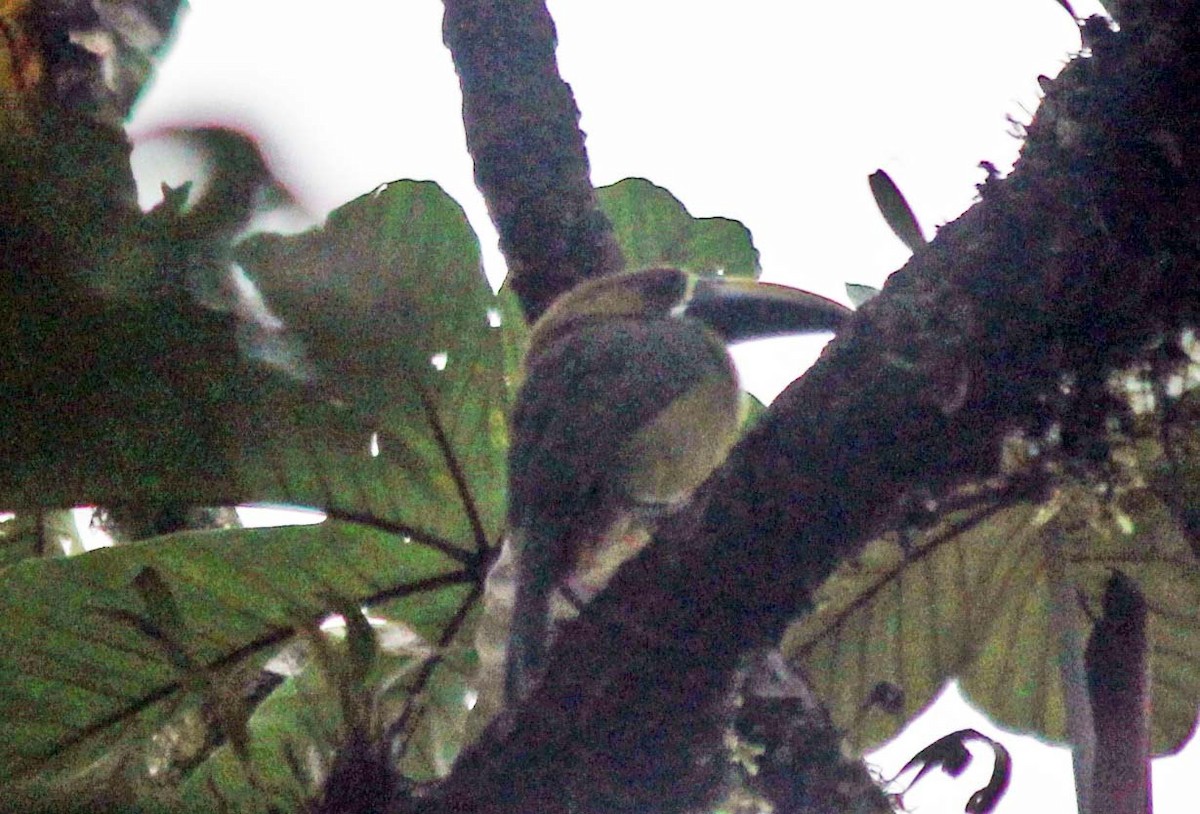 Northern Emerald-Toucanet - wr fortner