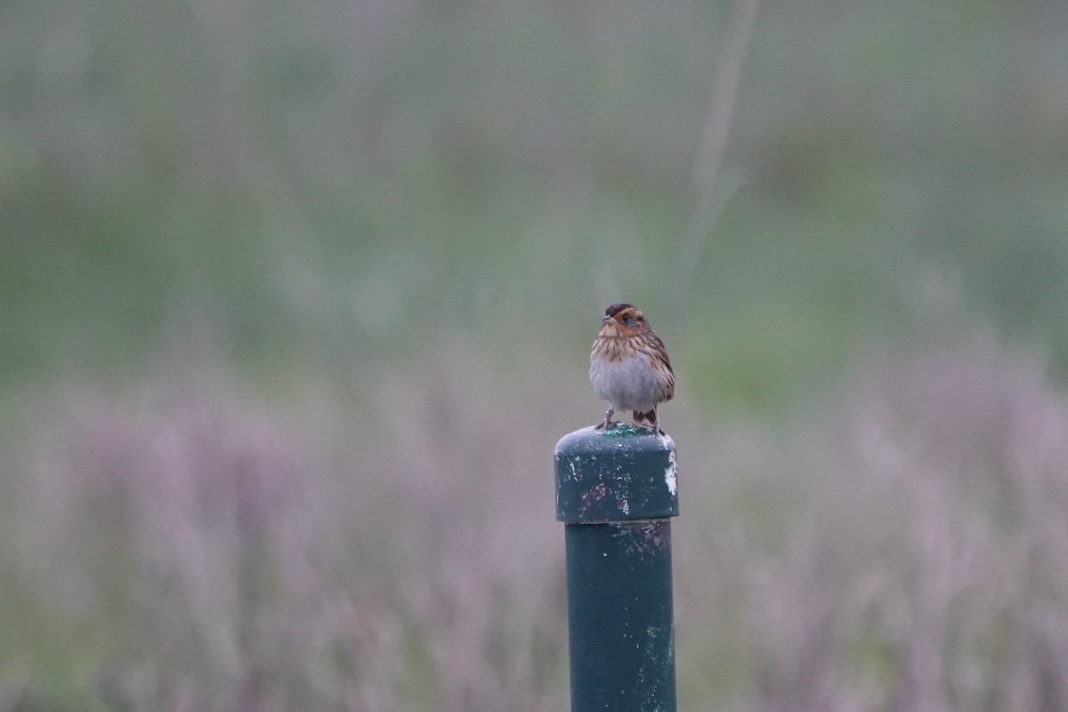 Saltmarsh Sparrow - Deirdre Robinson