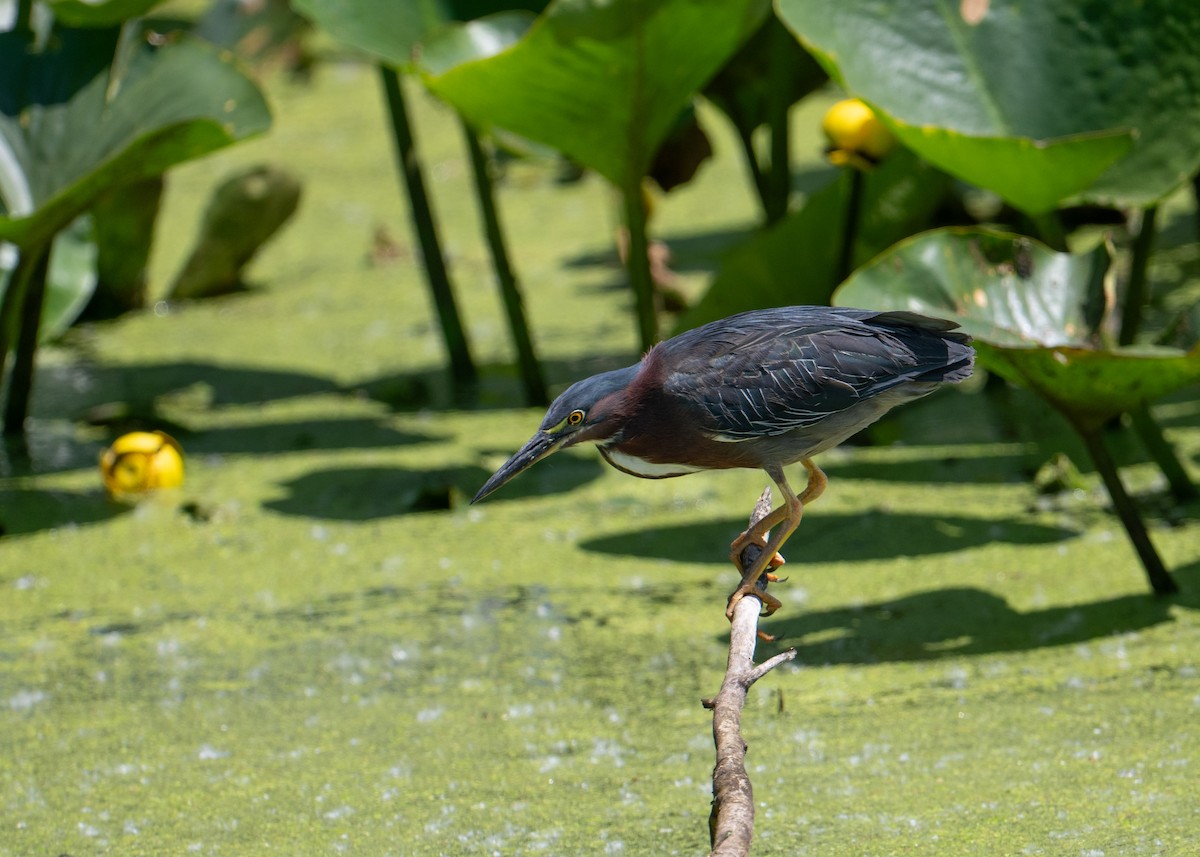 Green Heron - Sheila and Ed Bremer