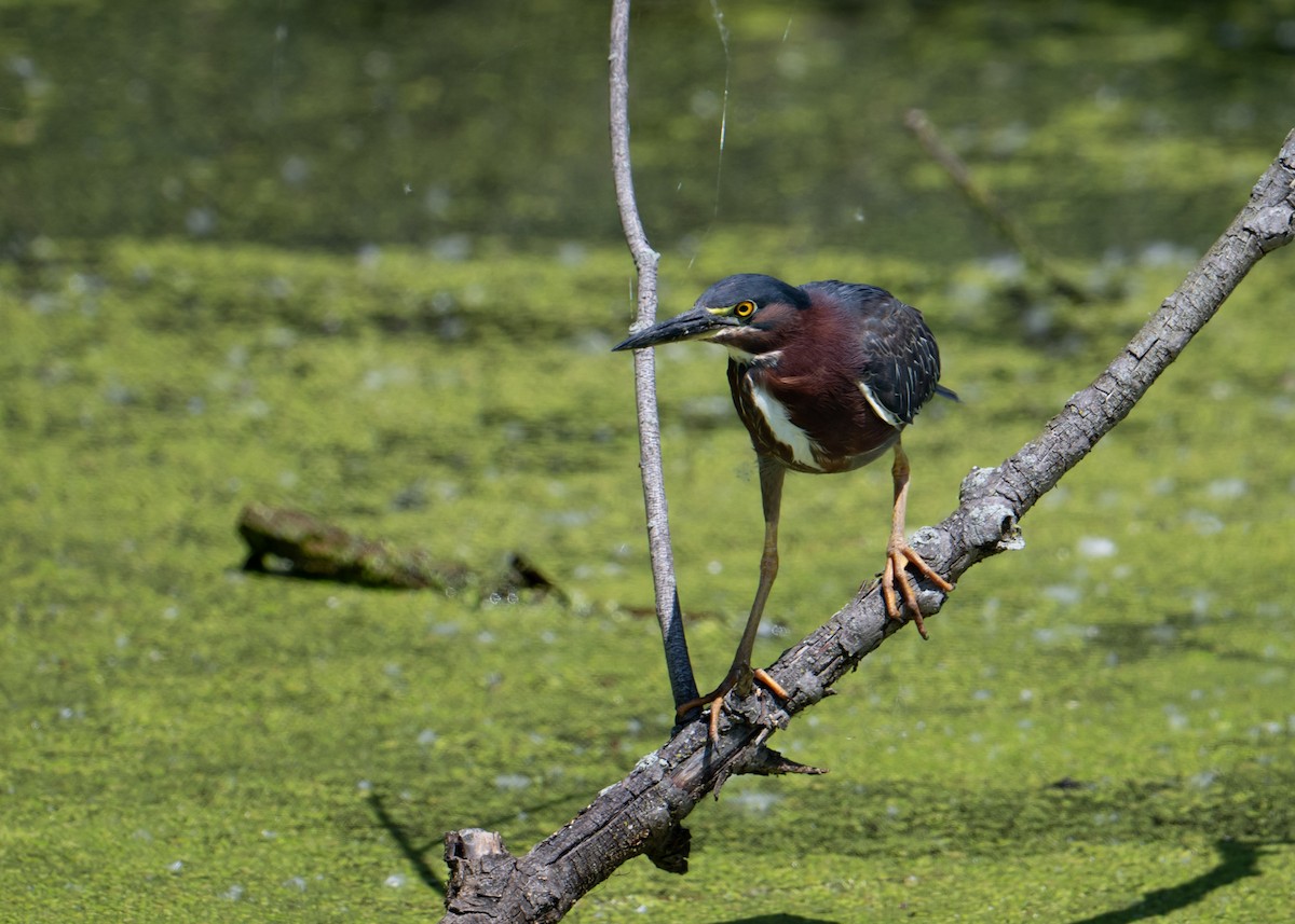 Green Heron - Sheila and Ed Bremer