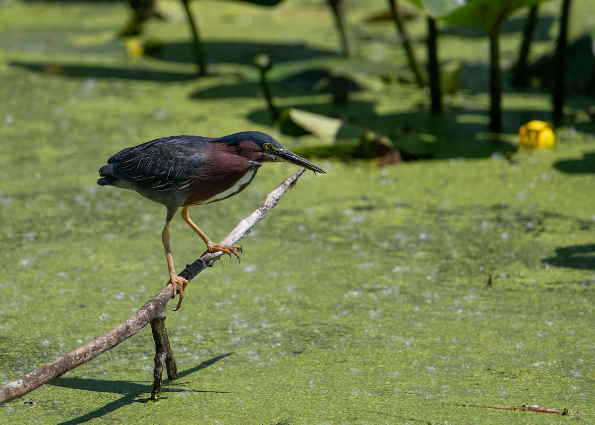 Green Heron - Sheila and Ed Bremer