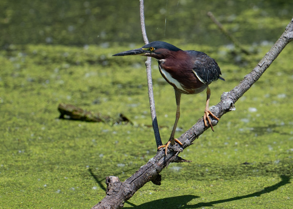 Green Heron - Sheila and Ed Bremer