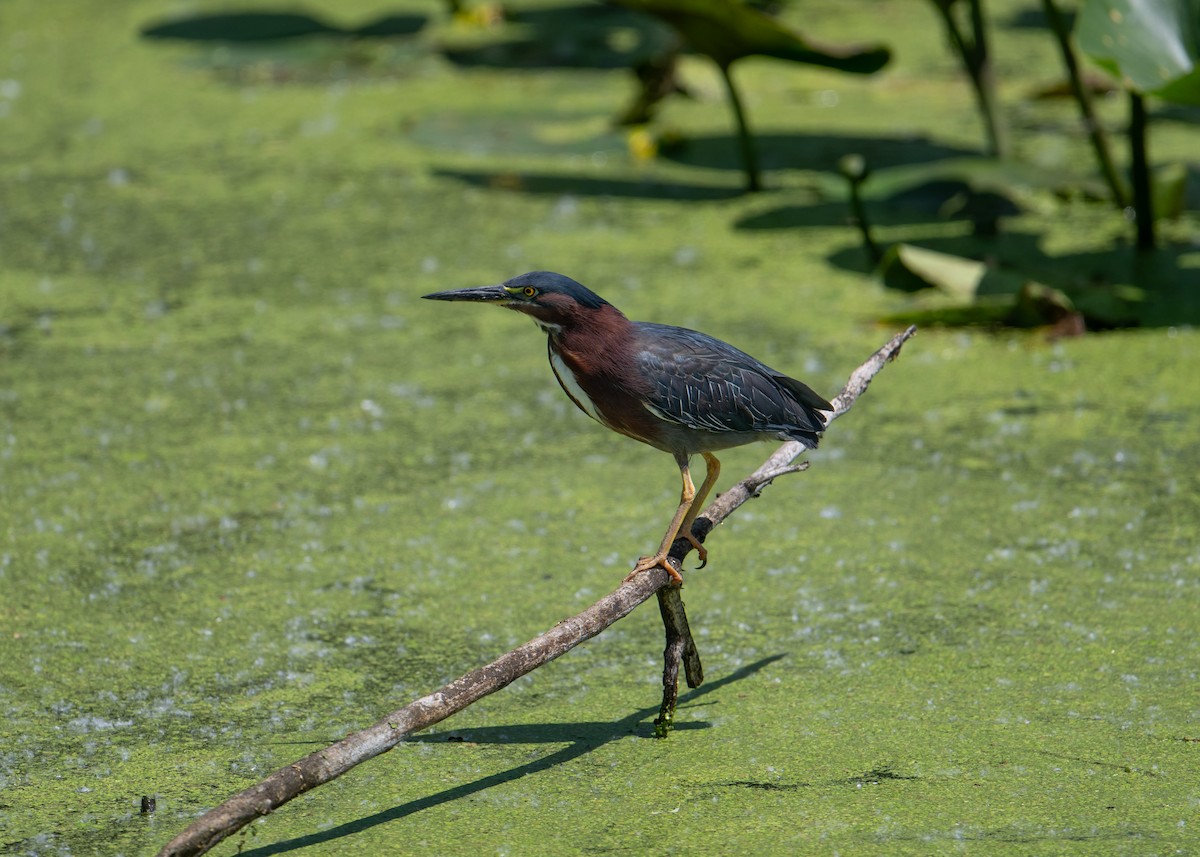 Green Heron - Sheila and Ed Bremer