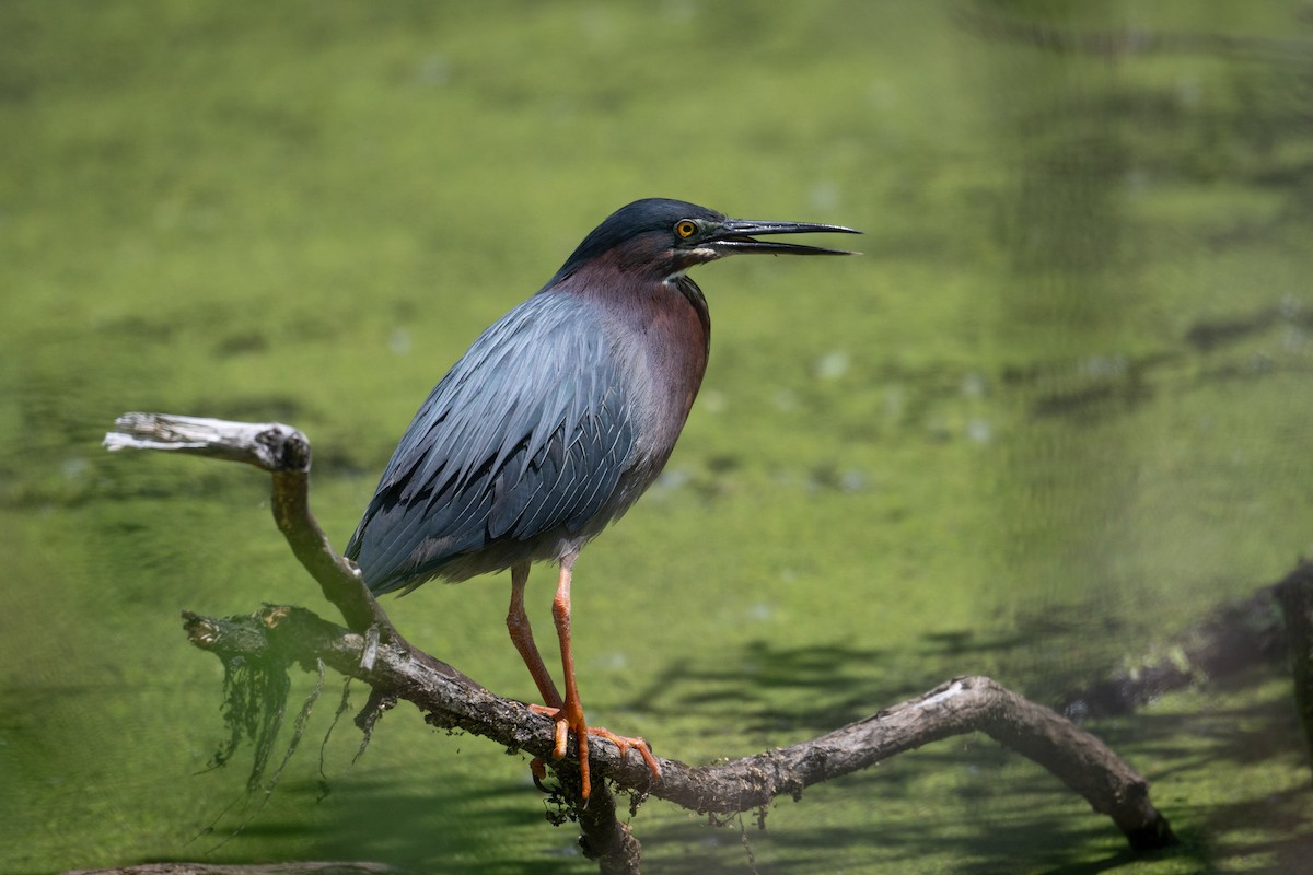 Green Heron - Sheila and Ed Bremer