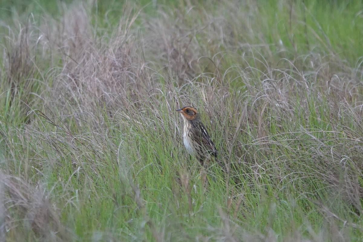 Saltmarsh Sparrow - Deirdre Robinson