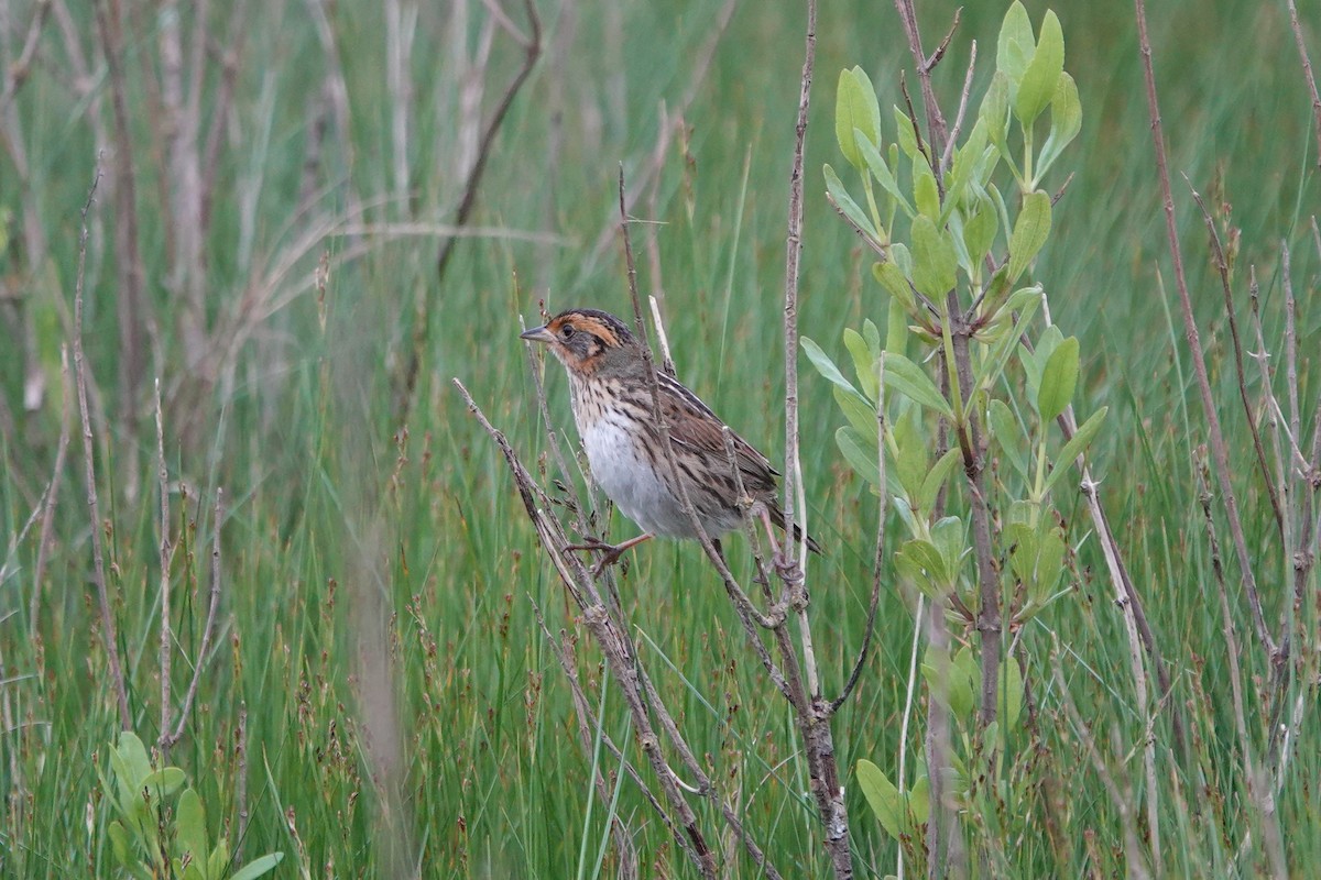 Saltmarsh Sparrow - Deirdre Robinson