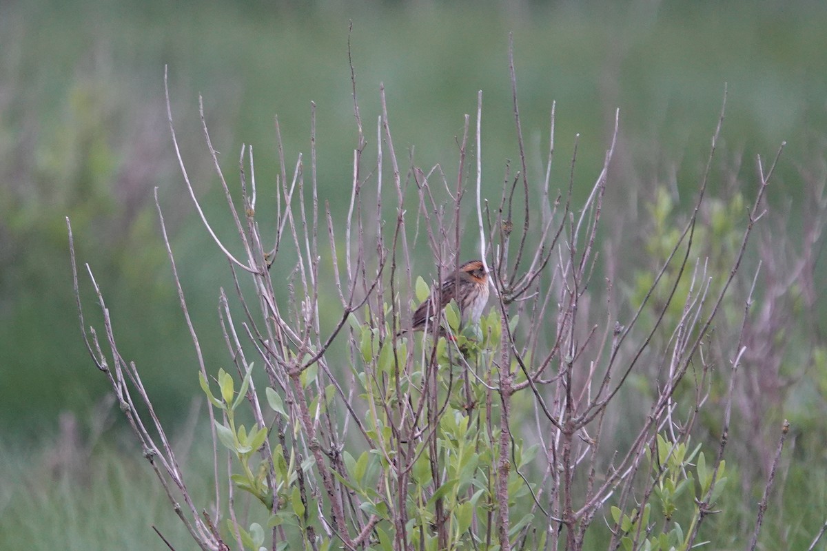 Saltmarsh Sparrow - Deirdre Robinson