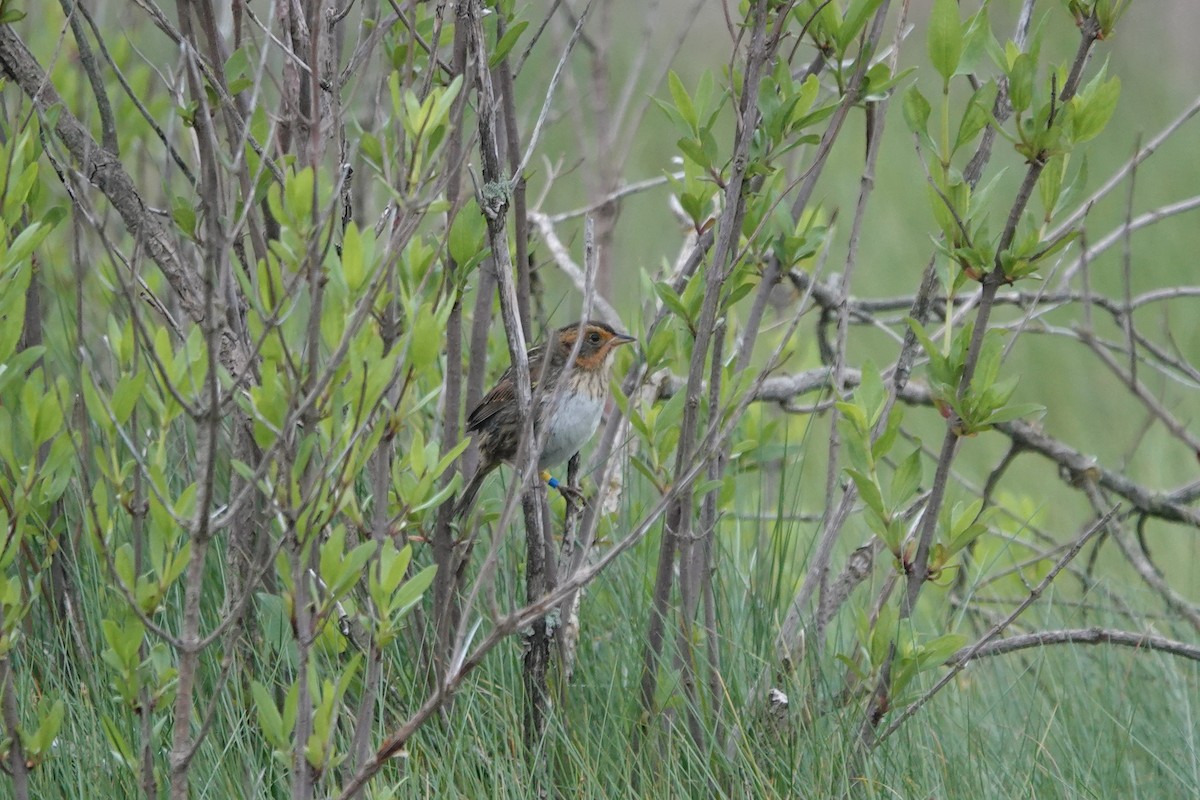 Saltmarsh Sparrow - Deirdre Robinson