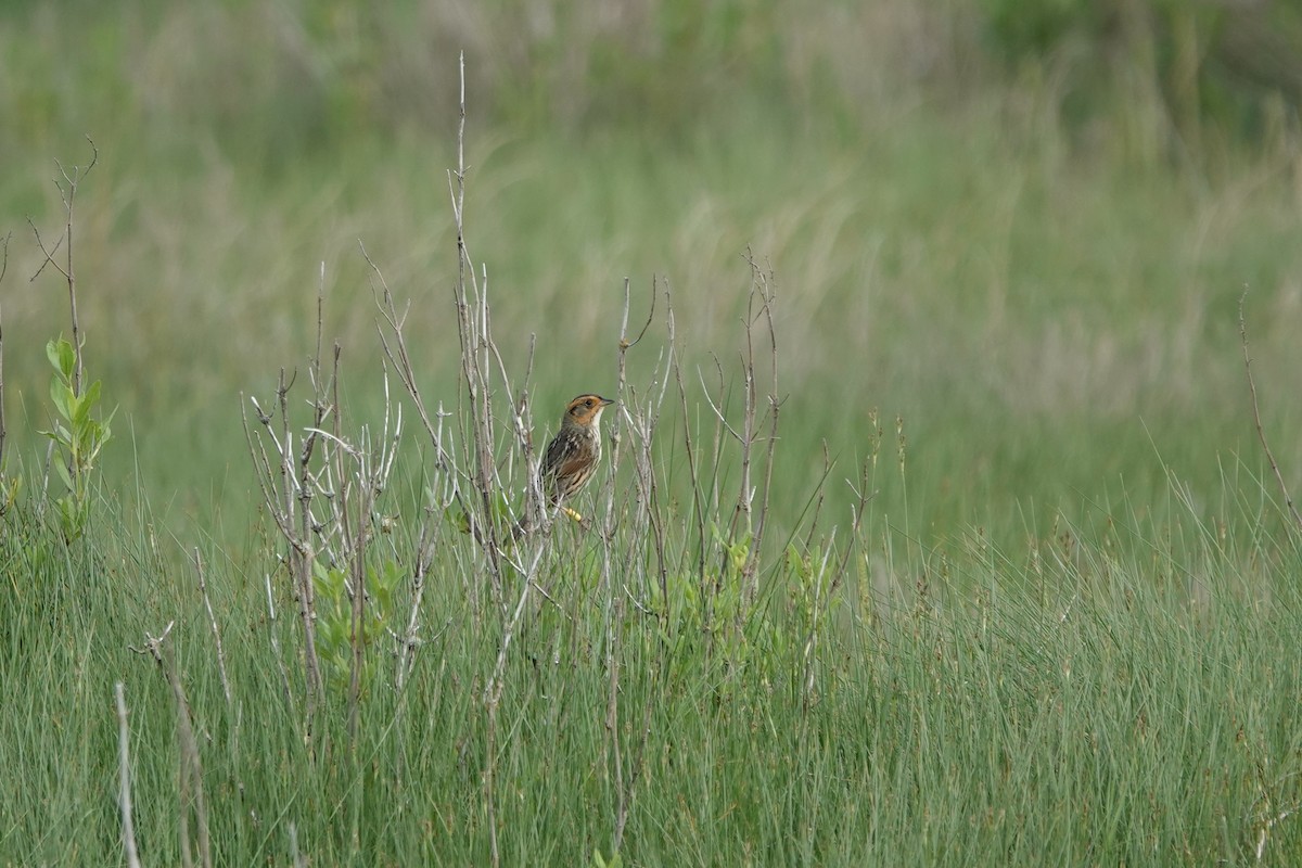 Saltmarsh Sparrow - Deirdre Robinson