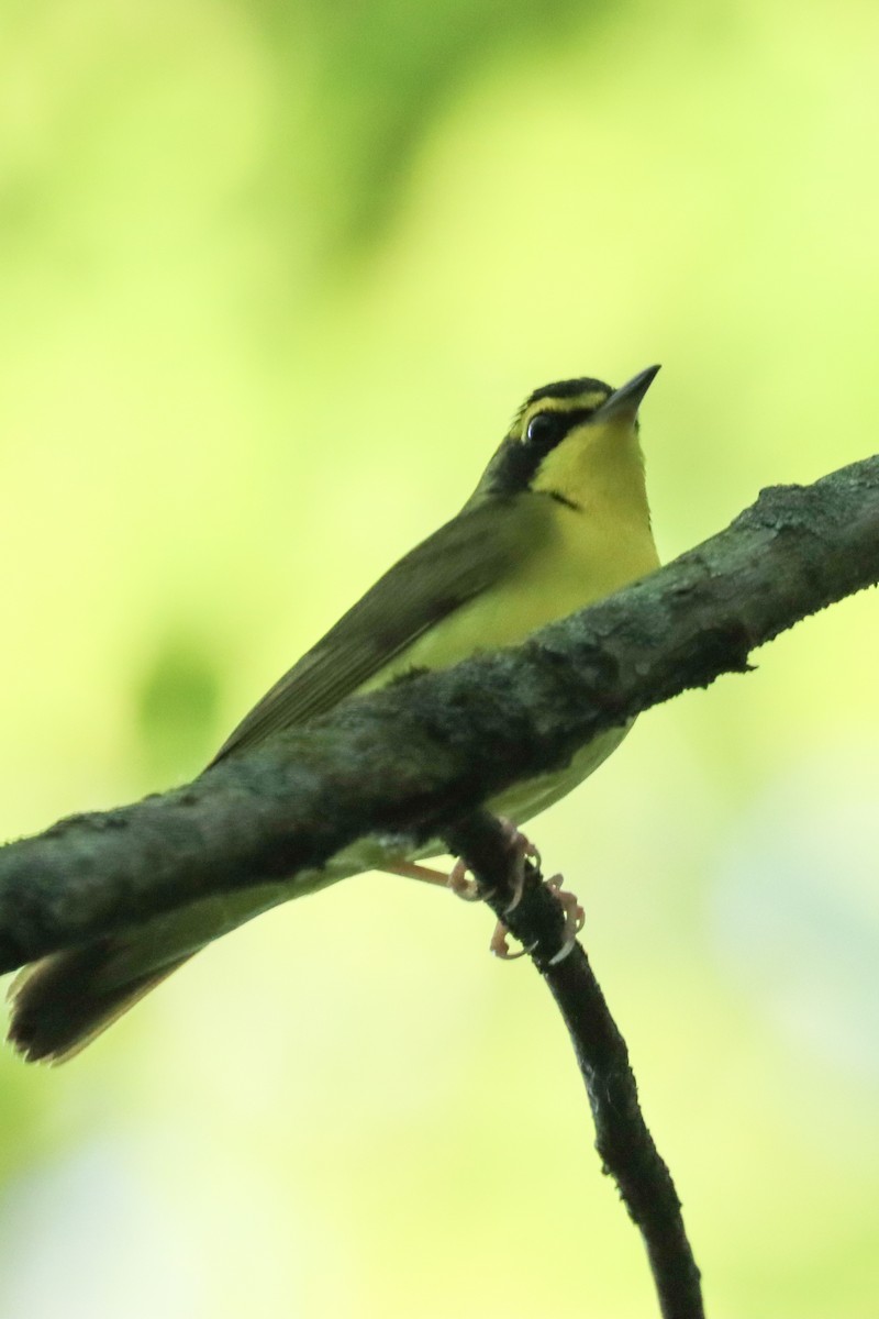 Kentucky Warbler - Lisa Benjamin