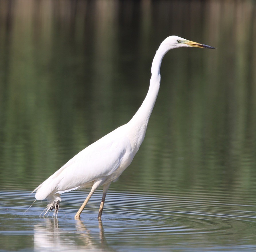 Little Egret - Randy Maharaj