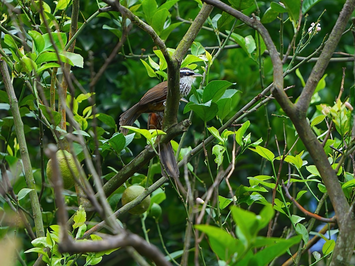 Taiwan Scimitar-Babbler - Mei Hsiao