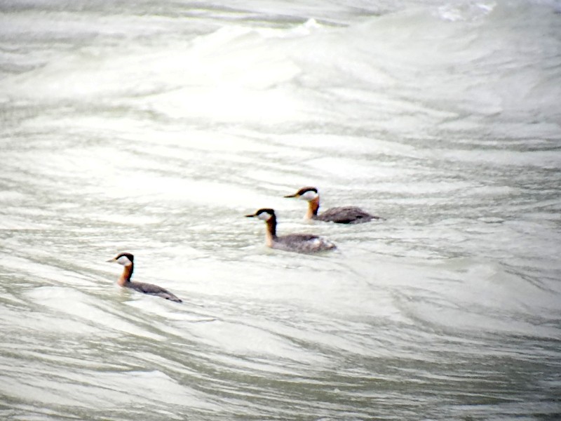 Red-necked Grebe - ML619621826