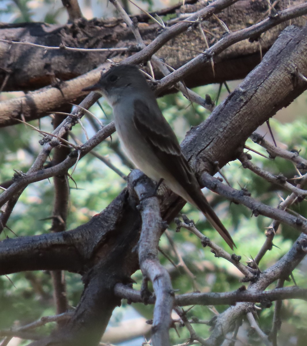 Western Wood-Pewee - Cathy Olson